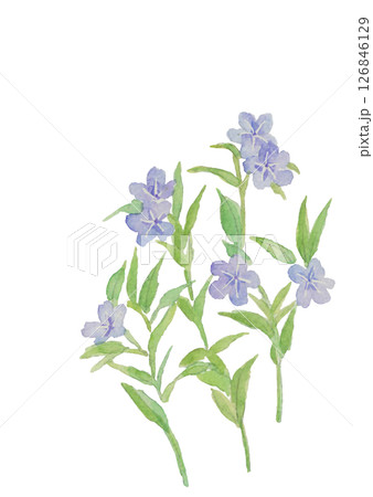 水彩で描いた山野草 ホタルカズラ 山想花(和名)のイラスト素材【手描き】白バック コピースペースあり 水彩で描いた山野草 ホタルカズラ 山想花(和名)のイラスト素材【手描き】白バック コピースペースあり 126846129
