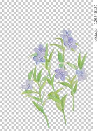 水彩で描いた山野草 ホタルカズラ 山想花(和名)のイラスト素材【手描き】白バック コピースペースあり 水彩で描いた山野草 ホタルカズラ 山想花(和名)のイラスト素材【手描き】白バック コピースペースあり 126846129