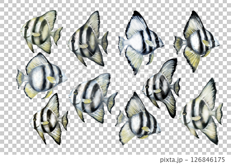 Tropical fish with black stripes and yellow fins. Watercolor realistic platax fish template with detailed textures isolated on white background for sea designs, textiles, snorkeling, diving, eco. Tropical fish with black stripes and yellow fins. Watercolor realistic platax fish template with detailed textures isolated on white background for sea designs, textiles, snorkeling, diving, eco. 126846175