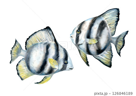 Tropical fish with black stripes and yellow fins. Watercolor realistic platax fish template with detailed textures for sea designs, children's books, educational, textiles, snorkeling, diving. 126846189