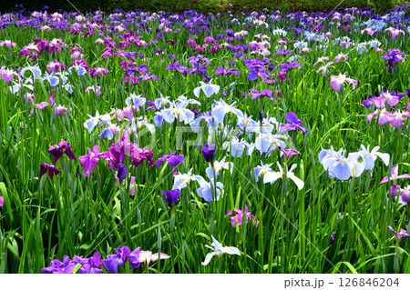 ショウブ、ハナショウブ、菖蒲、花菖蒲 ショウブ、ハナショウブ、菖蒲、花菖蒲 126846204