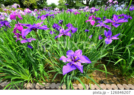 ショウブ、ハナショウブ、菖蒲、花菖蒲 126846207