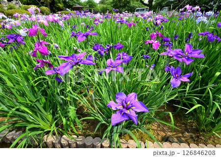ショウブ、ハナショウブ、菖蒲、花菖蒲 126846208