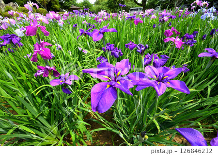 ショウブ、ハナショウブ、菖蒲、花菖蒲 126846212