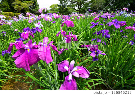 ショウブ、ハナショウブ、菖蒲、花菖蒲 ショウブ、ハナショウブ、菖蒲、花菖蒲 126846213