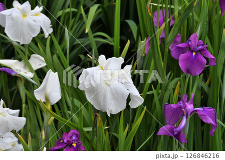 ショウブ、ハナショウブ、菖蒲、花菖蒲 126846216