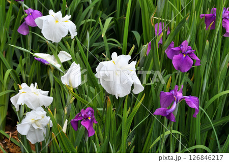 ショウブ、ハナショウブ、菖蒲、花菖蒲 126846217