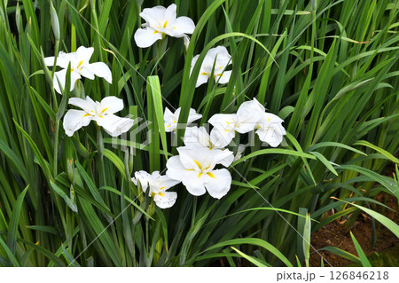 ショウブ、ハナショウブ、菖蒲、花菖蒲 126846218
