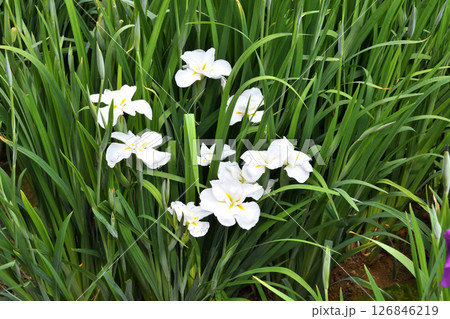 ショウブ、ハナショウブ、菖蒲、花菖蒲 ショウブ、ハナショウブ、菖蒲、花菖蒲 126846219