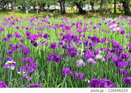 ショウブ、ハナショウブ、菖蒲、花菖蒲 126846220