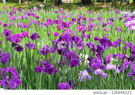 ショウブ、ハナショウブ、菖蒲、花菖蒲 126846221