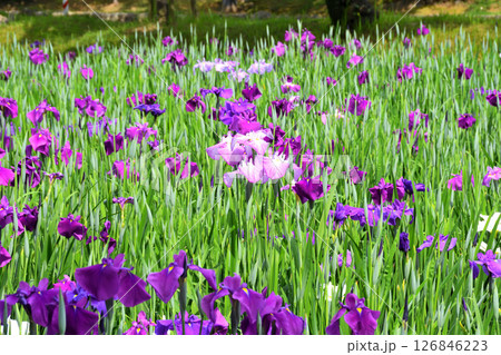 ショウブ、ハナショウブ、菖蒲、花菖蒲 126846223