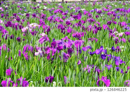 ショウブ、ハナショウブ、菖蒲、花菖蒲 126846225