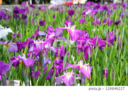 ショウブ、ハナショウブ、菖蒲、花菖蒲 126846227