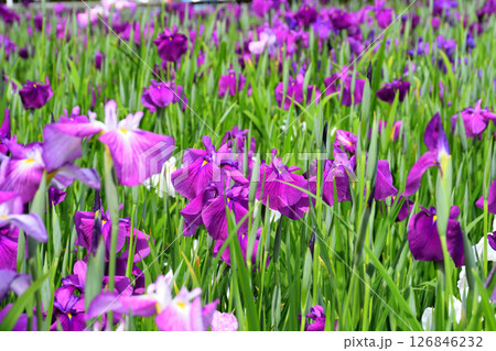 ショウブ、ハナショウブ、菖蒲、花菖蒲 ショウブ、ハナショウブ、菖蒲、花菖蒲 126846232