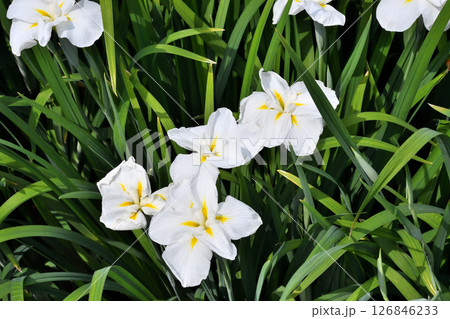ショウブ、ハナショウブ、菖蒲、花菖蒲 126846233