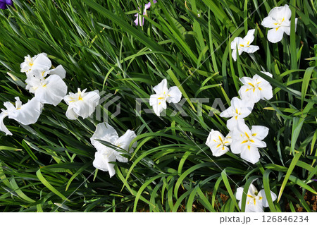 ショウブ、ハナショウブ、菖蒲、花菖蒲 126846234
