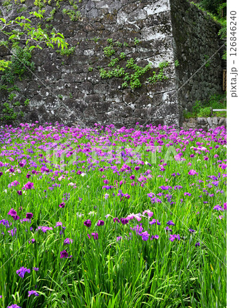 ショウブ、ハナショウブ、菖蒲、花菖蒲 126846240