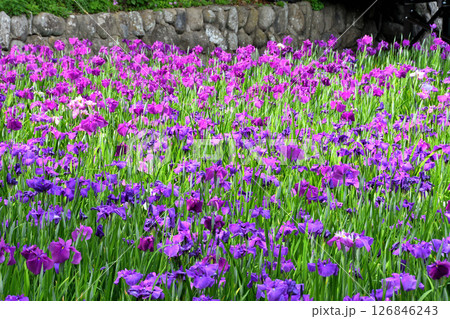 ショウブ、ハナショウブ、菖蒲、花菖蒲 126846243