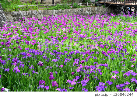 ショウブ、ハナショウブ、菖蒲、花菖蒲 126846244