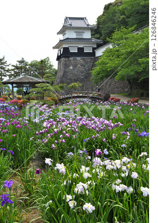 ショウブ、ハナショウブ、菖蒲、花菖蒲 126846246