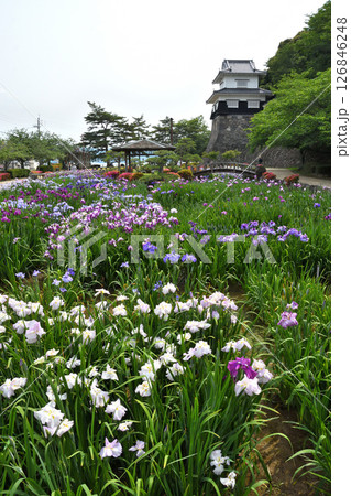ショウブ、ハナショウブ、菖蒲、花菖蒲 ショウブ、ハナショウブ、菖蒲、花菖蒲 126846248