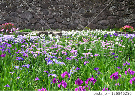 ショウブ、ハナショウブ、菖蒲、花菖蒲 126846256