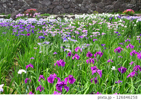 ショウブ、ハナショウブ、菖蒲、花菖蒲 126846258