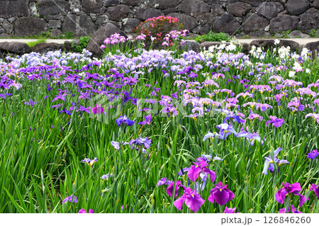 ショウブ、ハナショウブ、菖蒲、花菖蒲 ショウブ、ハナショウブ、菖蒲、花菖蒲 126846260