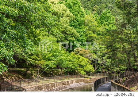 琵琶湖疏水　京都市 126846283
