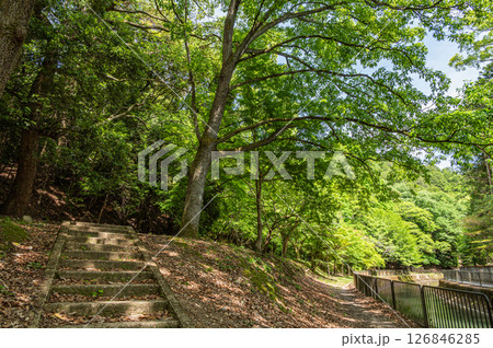 琵琶湖疏水沿いの樹林風景　　京都市 126846285