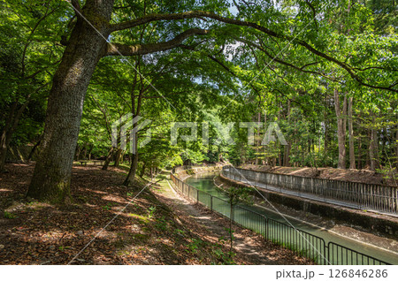 琵琶湖疏水沿いの樹林風景　　京都市 126846286