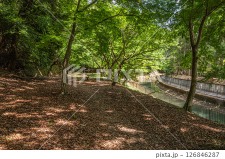 琵琶湖疏水沿いの樹林風景　　京都市 126846287