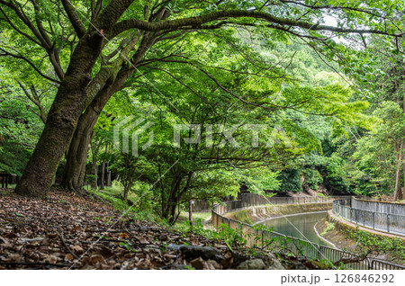 琵琶湖疏水沿いの樹林風景　　京都市 126846292