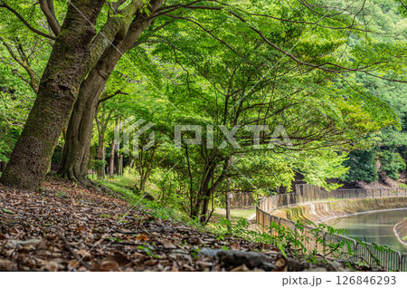 琵琶湖疏水沿いの樹林風景　　京都市 126846293