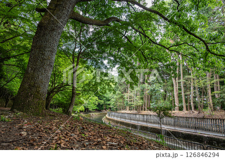 琵琶湖疏水沿いの樹林風景　　京都市 126846294