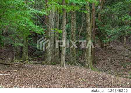 琵琶湖疏水沿いの樹林風景　　京都市 126846296