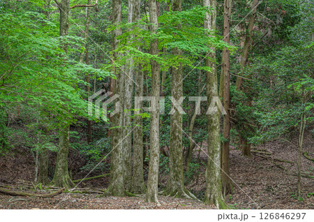 琵琶湖疏水沿いの樹林風景 京都市 琵琶湖疏水沿いの樹林風景 京都市 126846297