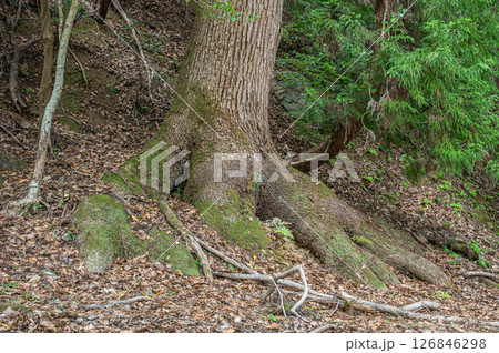 琵琶湖疏水沿いの樹林風景　　京都市 126846298