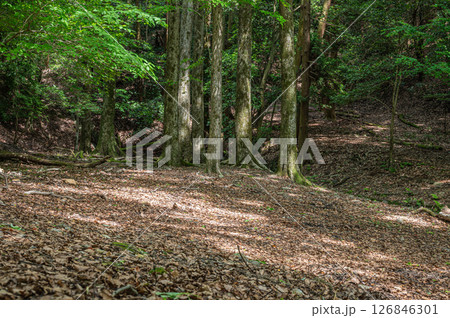 琵琶湖疏水沿いの樹林風景　　京都市 126846301