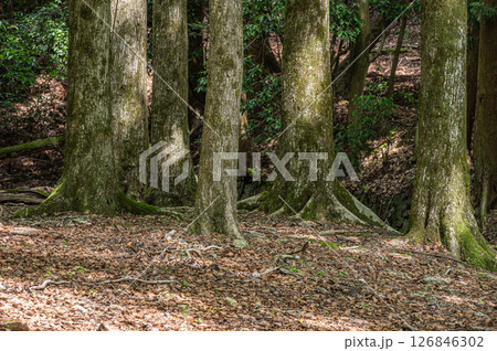 琵琶湖疏水沿いの樹林風景 京都市 琵琶湖疏水沿いの樹林風景 京都市 126846302