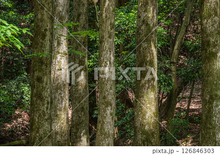 琵琶湖疏水沿いの樹林風景 京都市 琵琶湖疏水沿いの樹林風景 京都市 126846303