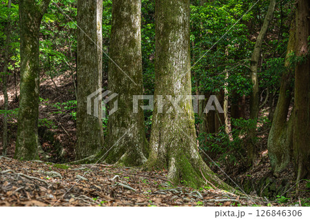 琵琶湖疏水沿いの樹林風景　　京都市 126846306