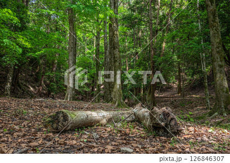 琵琶湖疏水沿いの樹林風景　　京都市 126846307