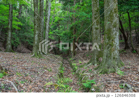 琵琶湖疏水沿いの樹林風景　　京都市 126846308