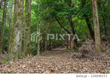 琵琶湖疏水沿いの樹林風景　　京都市 126846311
