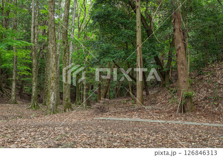 琵琶湖疏水沿いの樹林風景　　京都市 126846313