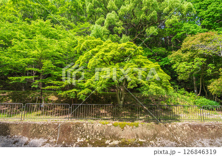 琵琶湖疏水 疏水沿いの青モミジ 京都市 琵琶湖疏水 疏水沿いの青モミジ 京都市 126846319