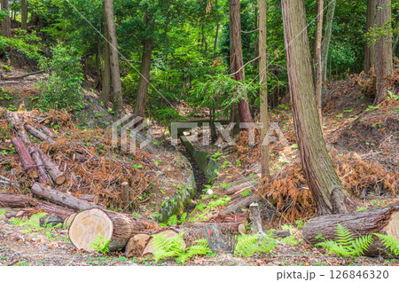 琵琶湖疏水沿いの針葉樹林　　京都市 126846320