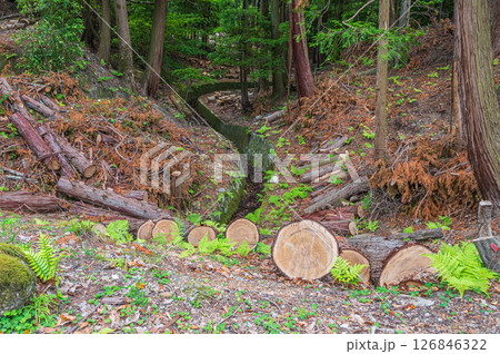 琵琶湖疏水沿いの針葉樹林　　京都市 126846322